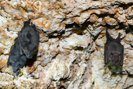 Bat on a cave at Giron on Cuba