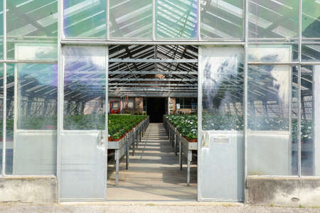Flowers which are growing in a greenhouse of lugano on Switzerlandの写真素材