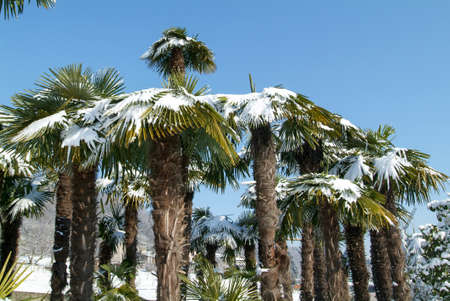 Group of palmtrees with snow on it at Lugano On Switzerlandの写真素材