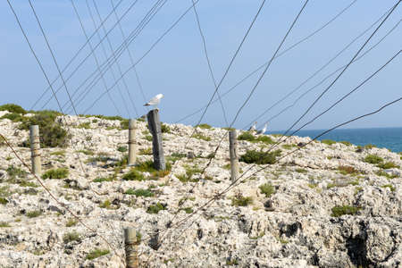 Seagulls on a wooden pole on the coast of Torre Canne on Puglia, Italyの写真素材