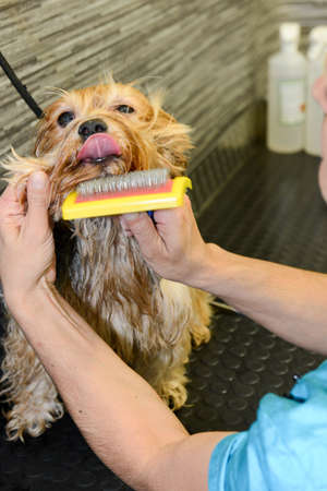 Lugano, Switzerland - Canine hairdresser in a beauty clinic with dogの写真素材