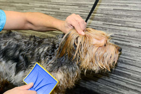 Lugano, Switzerland - Canine hairdresser in a beauty clinic with dogの写真素材