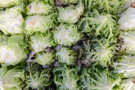 Green cabbage background texture vegetableのeditorial素材