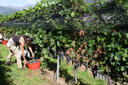 Porza, Switzerland - 19 September 2016: People harvesting grape on a vineyard at Porza near Lugano on Switzerlandのeditorial素材