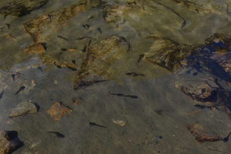 Swarm of swimming tadpoles in a lake in summerの写真素材