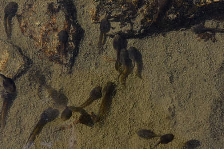 Swarm of swimming tadpoles in a lake in summerの写真素材