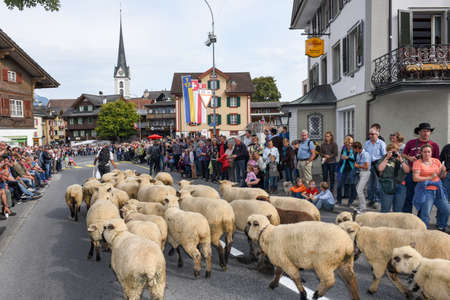 Kerns, Switzerland - 1 Oktober 2016: Farmers with a herd of lamb on the annual transhumance at Kerns on the Swiss alpsのeditorial素材