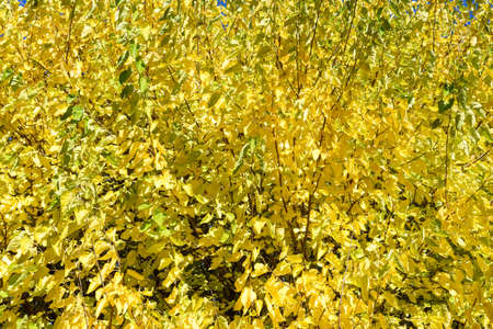 Beautiful Colorful Autumn Leavesの写真素材