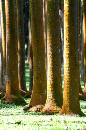 Palm tree trunks in La Reunion Island , Franceの写真素材