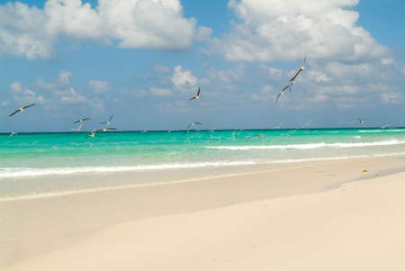 The beach of Qalansiya on the island of Socotra, Yemenの写真素材