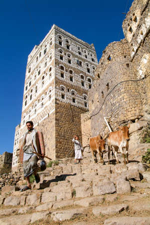 Al Hajjarah, Yemen - 8 january 2016: people and cows walking the steps at the village of Al Hajjarah on Haraz mountains, Yemenのeditorial素材