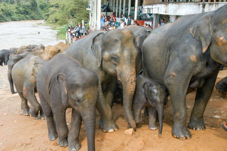 Pinnewala, Sri lanka - 17 December 2004: people watching at Elephants from the Pinnewala Elephant Orphanage on Sri Lankaのeditorial素材