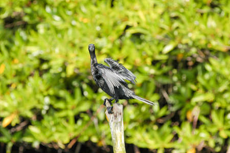 Black cormorant lets its wings dry on a river at Bentota in Sri Lanka