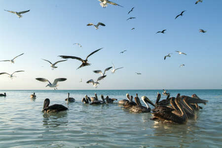 Various birds flying and swimming at the beach of Holbox island, Mexicoの写真素材