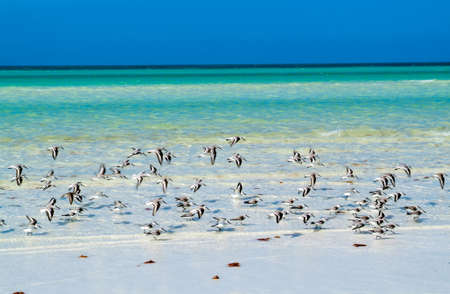 The tropical beach of Holbox on Mexicoの写真素材