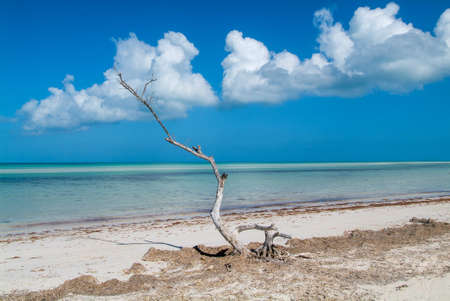 The tropical beach of Holbox on Mexicoの写真素材