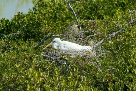 White Gauze on the nest at Isla de los Pajaros in Holbox, Mexicoの写真素材