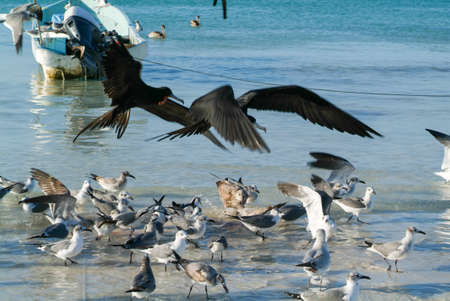 Various birds flying and swimming at the beach of Holbox island, Mexicoの写真素材