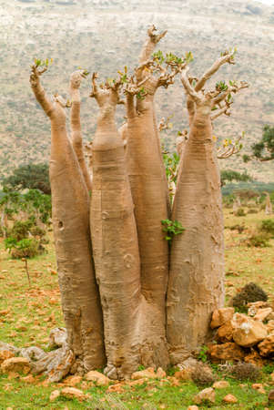 Bottle trees Baobab at the island of Socotra, Yemenの写真素材