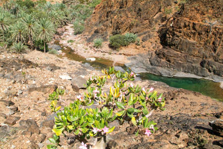 The oasis Wadi Daerhu on the island of Socotra, Yemenの写真素材