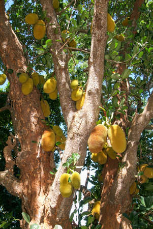 Jackfruit on the tree. Exotic big fruit with strange smell.