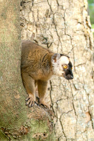 Common brown lemur on a tree of Mayotte island, France