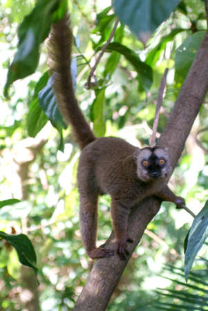 Common brown lemur on a tree of Mayotte island, France