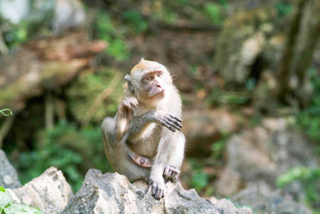 Monkey at Phuket island on Thailandの写真素材