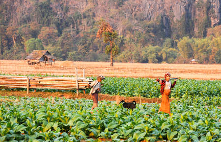 Ban Kong Lo, Laos - 19 january 2012: people walking on Tobacco plantations at the village of Ban Kong on Laosのeditorial素材