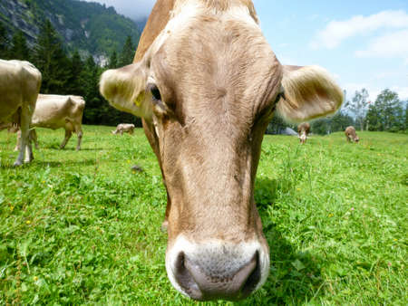 Brown cows in the alpine meadow at Engelberg on Switzerland