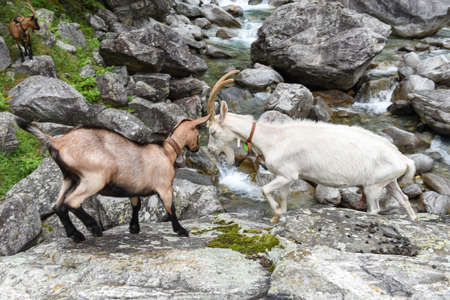 Goats at a river near Foroglio on the Swiss alpsの写真素材