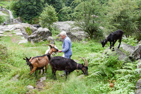 Man who takes care of his goats at Foroglio on the Swiss alpsのeditorial素材
