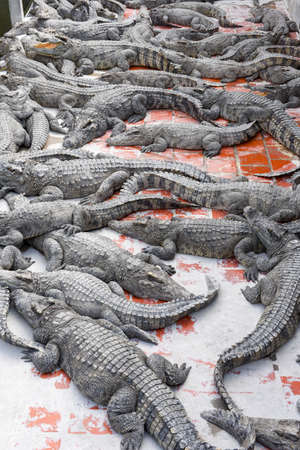 Crocodiles farm at Battambang on Cambodiaの写真素材