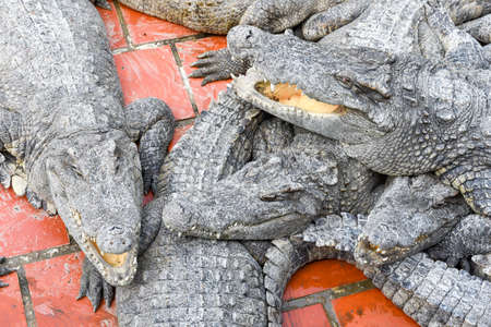 Crocodiles farm at Battambang on Cambodiaの写真素材