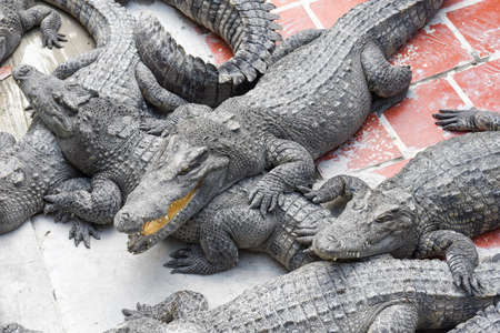 Crocodiles farm at Battambang on Cambodiaの写真素材