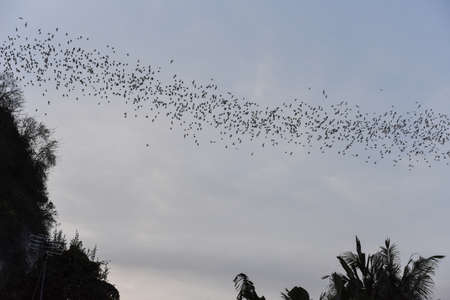 Bats flying in a row coming out of the Phnom Sempeau mountain cave at Battambang on Cambodiaの写真素材
