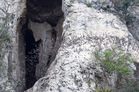 Bats flying in a row coming out of the Phnom Sempeau mountain cave at Battambang on Cambodiaの写真素材