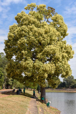 Angkor - Cambodia - 11 January 2018: mango tree in bloom at Angkor on Cambodiaのeditorial素材