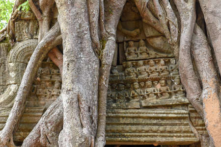 Tropical tree on Ta Som temple at Angkor complex in Siem Reap, Cambodia