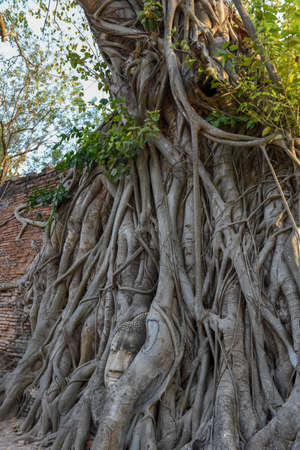 Head of Buddha statue in the tree roots at Wat Mahathat temple in Ayutthaya, Thailand.の写真素材