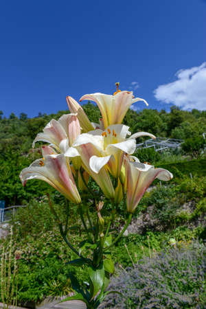 White geranium at botanic garden of Trauttmansdorff Castle at Meran on Italyのeditorial素材