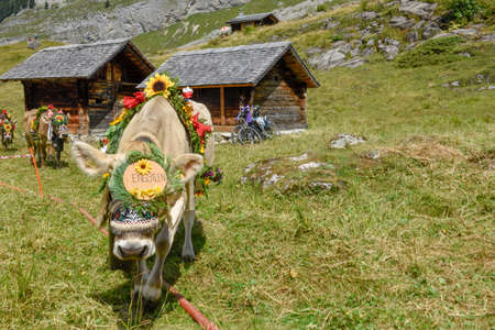 Engstlenalp, Switzerland - 4 August 2018: cow decorated with flowers and flags on the annual transhumance at Engstlenalp on the Swiss alpsのeditorial素材