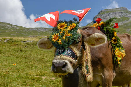 Engstlenalp, Switzerland - 4 August 2018: cow decorated with flowers and flags on the annual transhumance at Engstlenalp on the Swiss alpsの写真素材