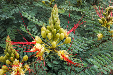 Flowering plant of the Andes in Argentine