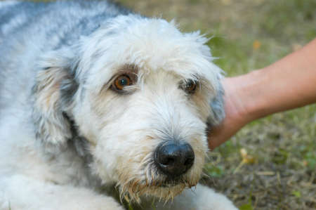 Dog at the animal shelter of Lugano on Switzerlandのeditorial素材