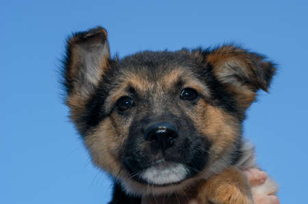 Dog at the animal shelter of Lugano on Switzerlandのeditorial素材