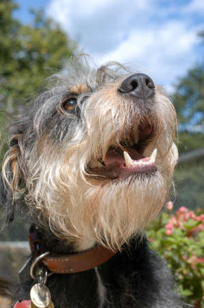 Dog at the animal shelter of Lugano on Switzerlandのeditorial素材