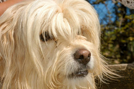 Dog at the animal shelter of Lugano on Switzerland