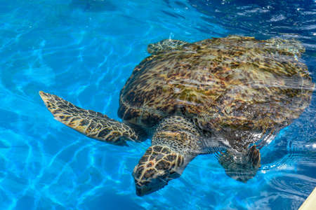 Turtle swimming in Project Tamar tank at Praia do Forte on Brazilの写真素材