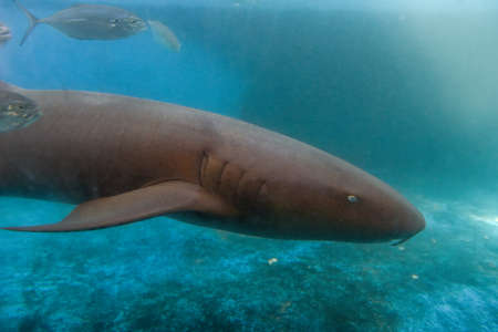 Nurse Shark swimming in Project Tamar tank at Praia do Forte on Brazil